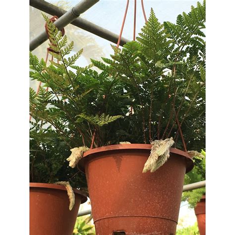 蕨類植物風水|蕨類植物風水：招財聚富、事業暢旺 